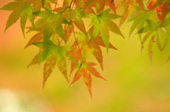 椛