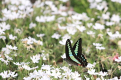 アオスジアゲハと芝桜