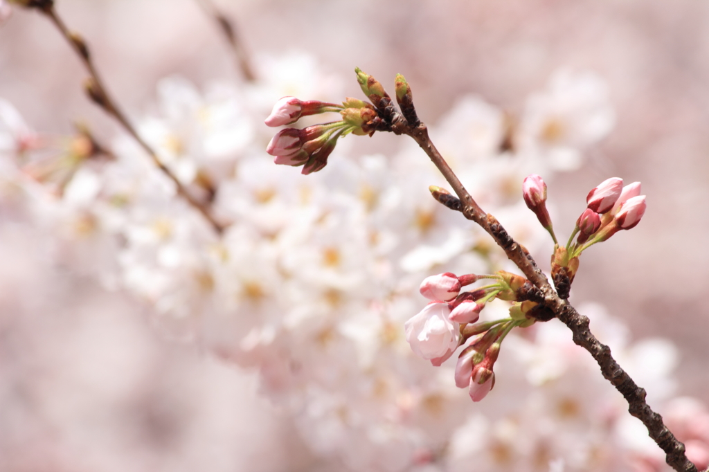 蕾を見守る桜の花