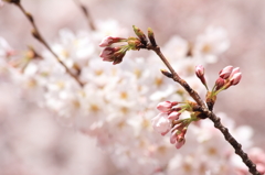 蕾を見守る桜の花