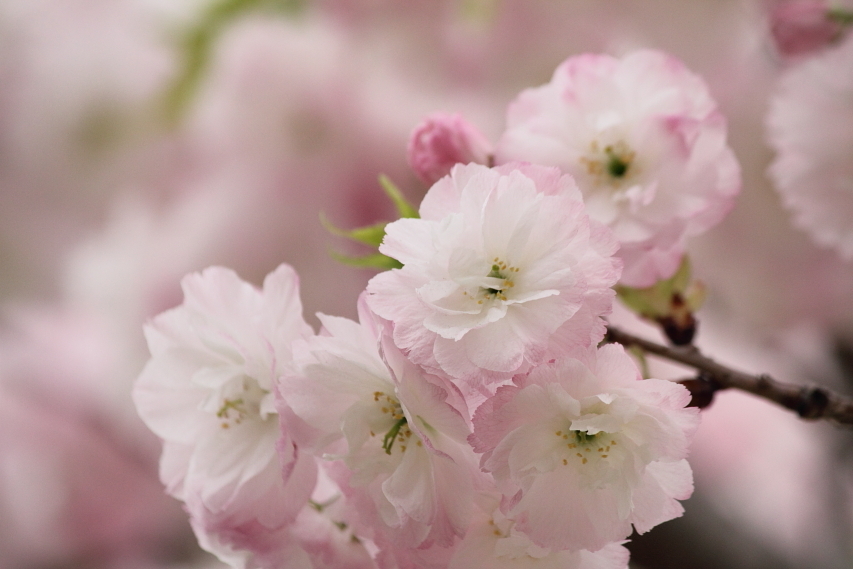 PINK of the pink background