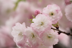 PINK of the pink background