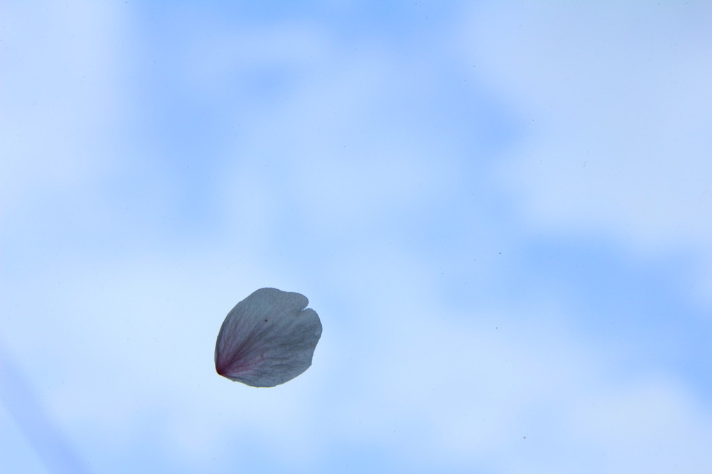 空とハナビラ