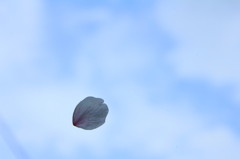 空とハナビラ