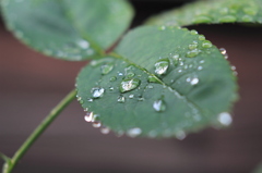Leaf of the Rose which more Drops