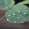 Leaf of the Rose which more Drops