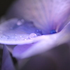 紫陽花と雫