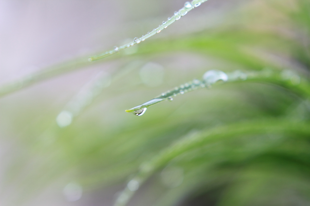 朝の露