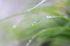 朝の露