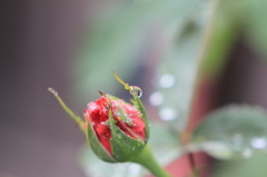 ガラスの飾りをつけた、薔薇の蕾
