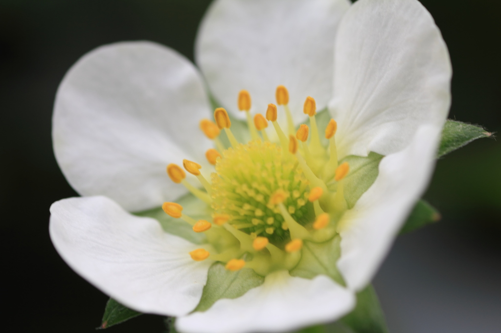 イチゴの花