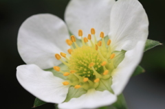 イチゴの花