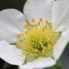 イチゴの花