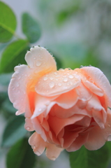 雨と薔薇