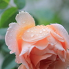 雨と薔薇