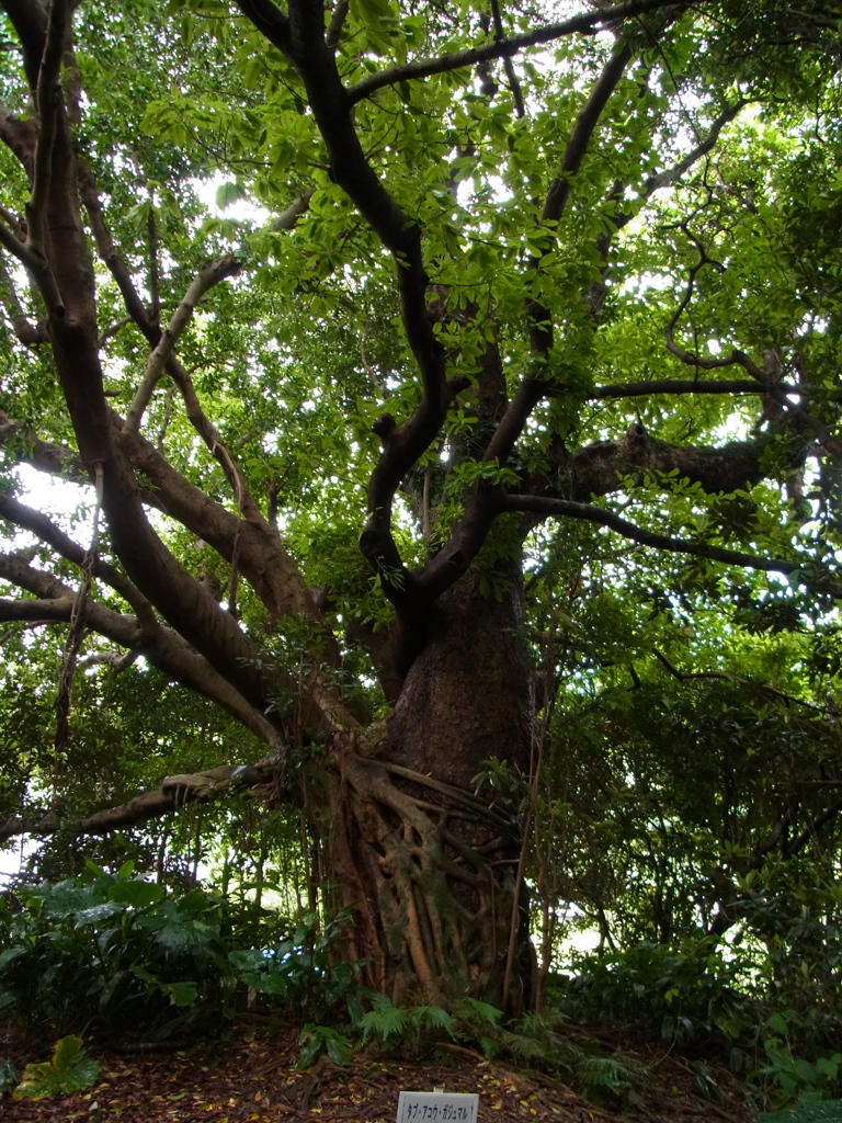 屋久島のカジュマル