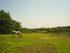 牧場にて