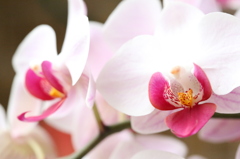 母の花園5