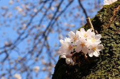 桜 in 新宿御苑