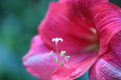 母の花園2