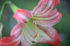 母の花園3