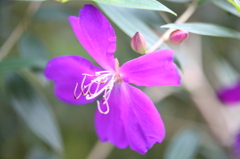 母の花園1