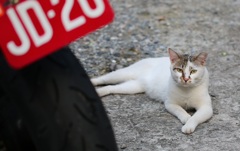 駐輪場に住む猫