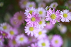 母の花園4