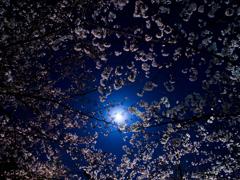 空、月と桜