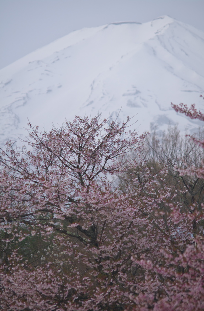 白き山