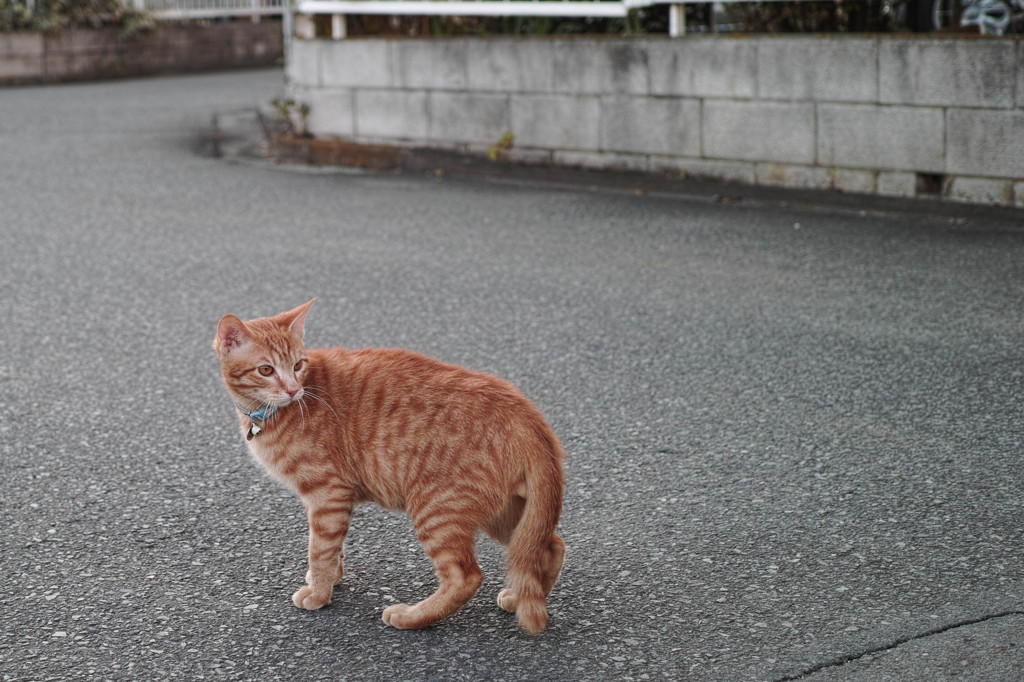 近所の仔猫