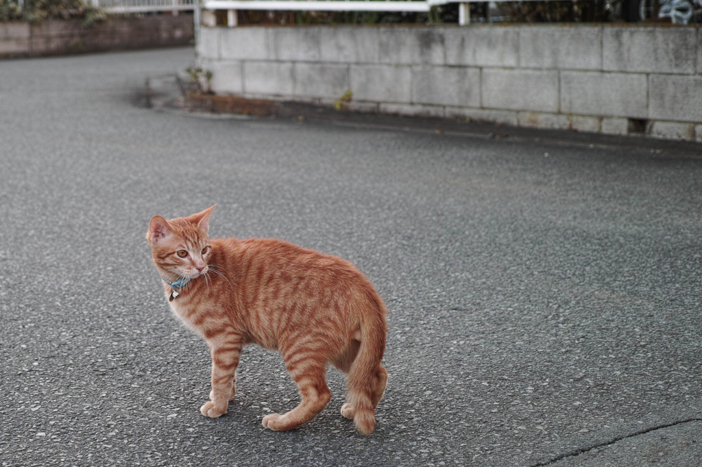 近所の仔猫