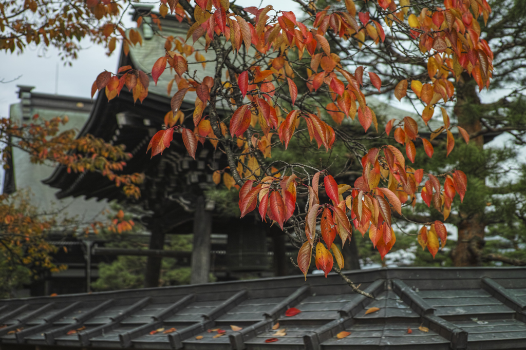 飛騨古川で見た紅葉