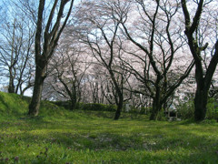 相模川のすぐそばの桜並木