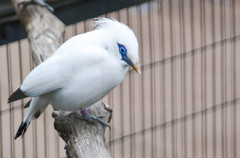 カンムリシロムクという絶滅危惧種の白い鳥