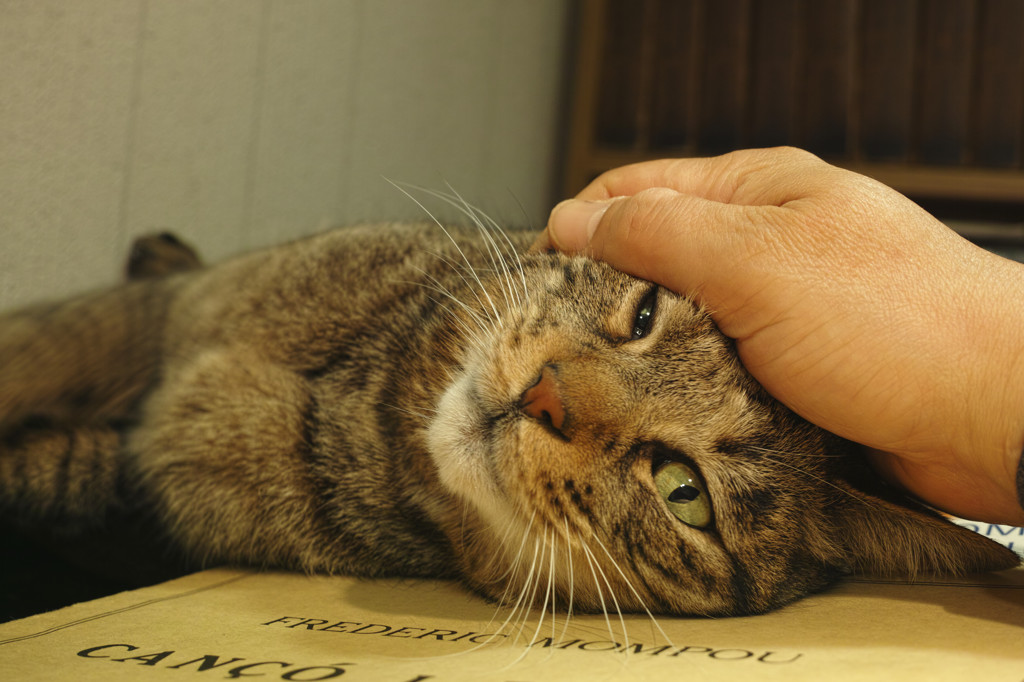 甘えの極み