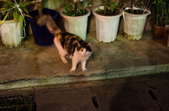 那覇の夜、猫と眼が合った