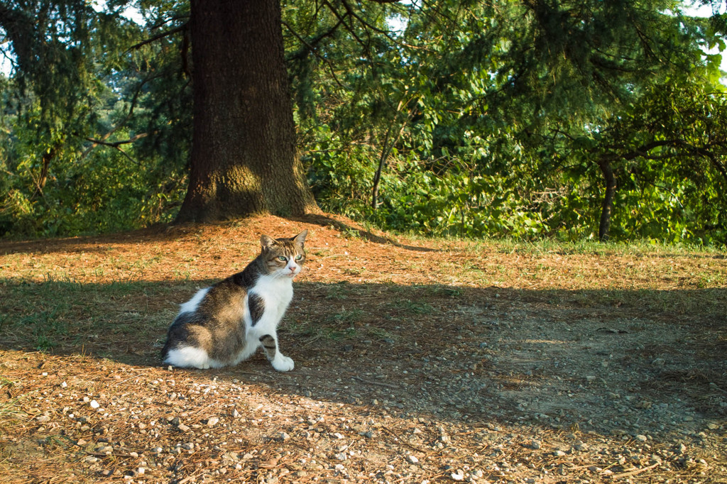 野良猫の威厳