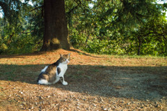 野良猫の威厳