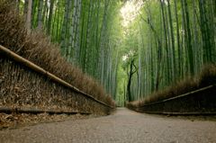 京都嵯峨野の竹林2