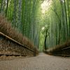 京都嵯峨野の竹林2