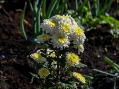 朝に見た花