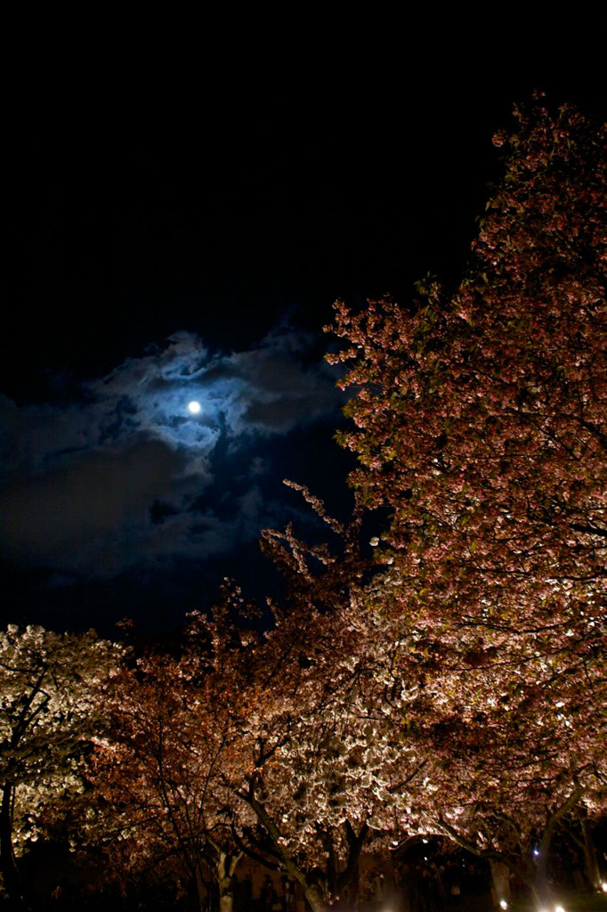 二条城の夜桜2011