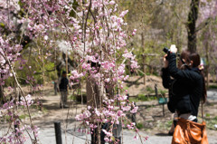 カメラ女子と桜はお似合い