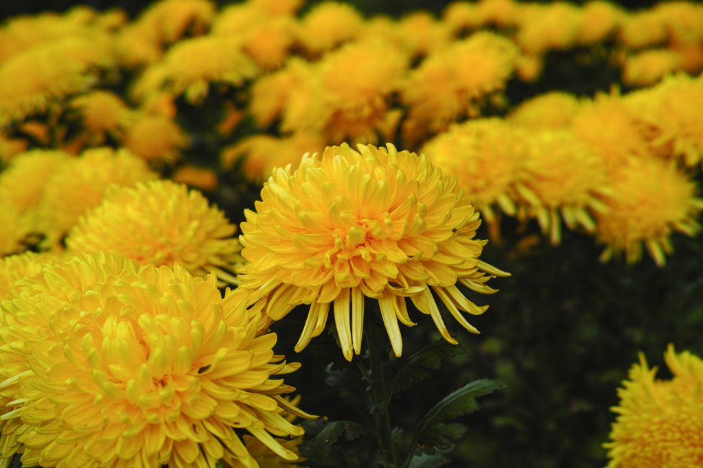 Yellow of Autumn