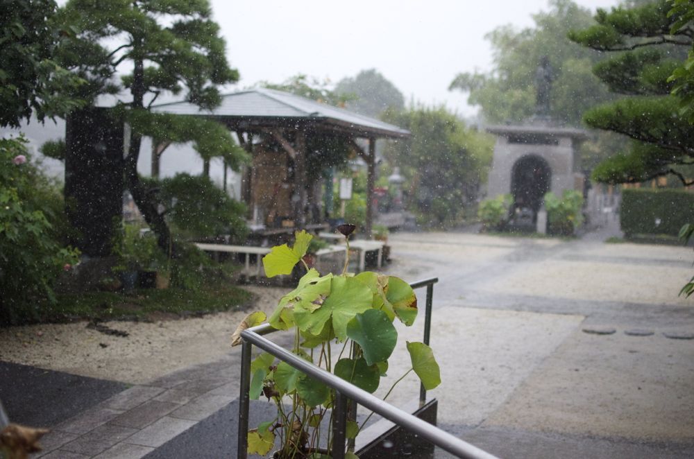 土砂降りの龍谷寺3