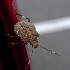 カメムシ？