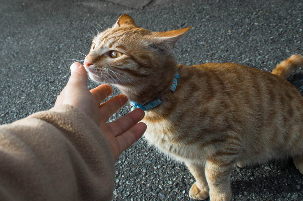 近所のねこちゃんと