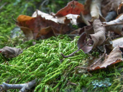 苔が毛糸のように見える