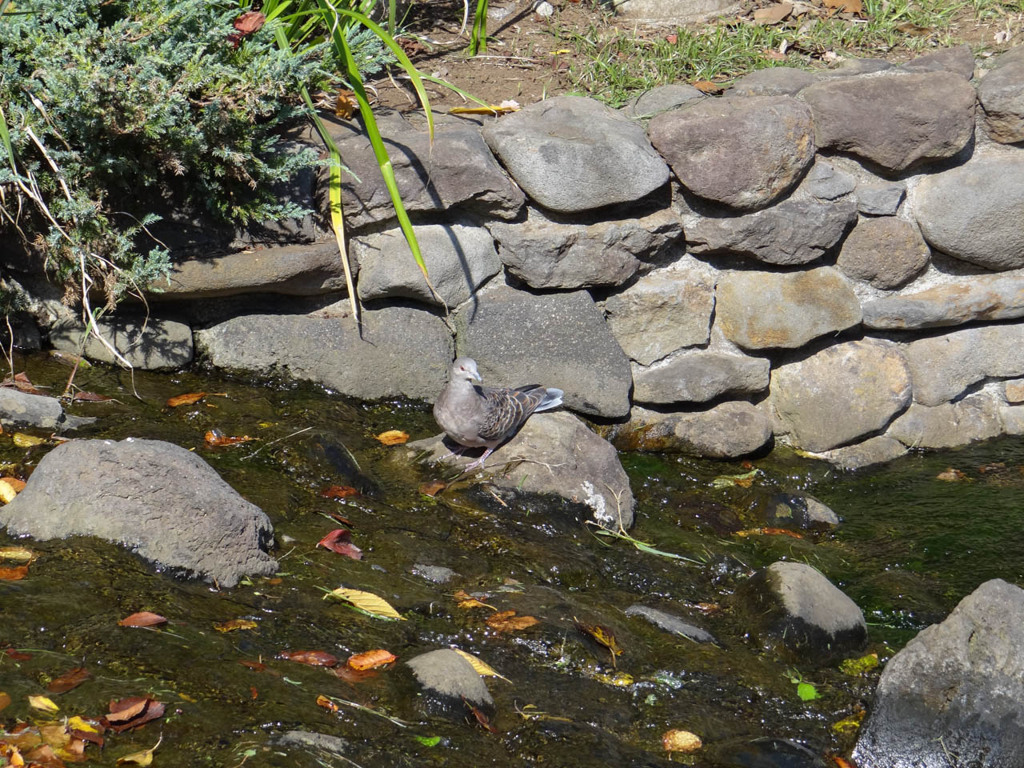 水辺の鳩